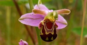 Bee Orchid