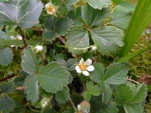 Barren Strawberry