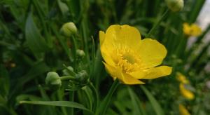 Greater Spearwort