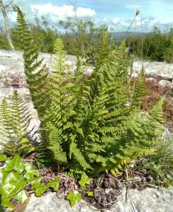 Rigid Buckler Fern