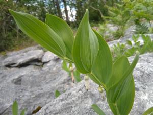 Angular Solomon's Seal