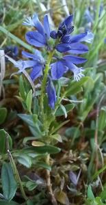 Heath Milkwort