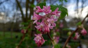 Flowering Currant