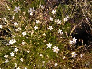 Spring Sandwort