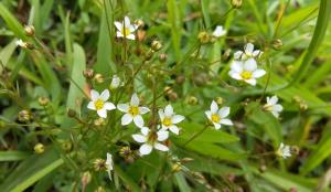 Fairy Flax