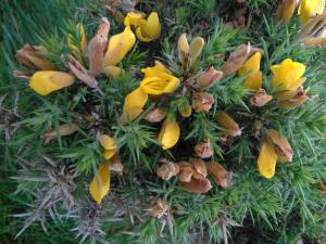 Western Gorse