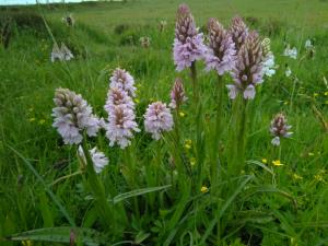 Heath Spotted Orchid