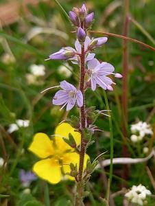 Heath Speedwell