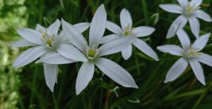 Star of Bethlehem