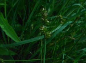 Spiked Sedge