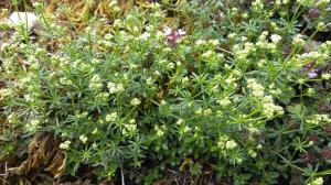 Limestone Bedstraw