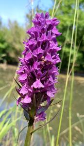 Southern Marsh Orchid