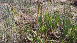 Marsh Arrowgrass