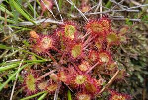 Round-leaved Sundew