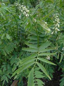 Goat's Rue