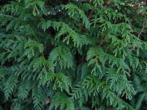 Leyland Cypress