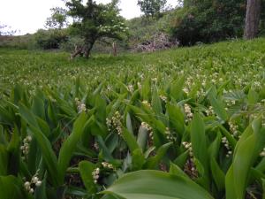 Lily-of-the-Valley