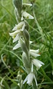 Autumn Lady's Tresses