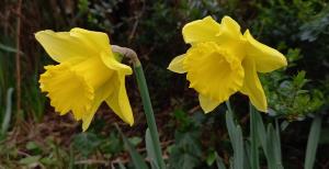 Wild Daffodil