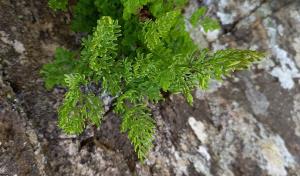 Parsley Fern