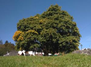 Cappadocian Maple