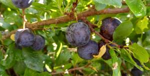 Wild Plum