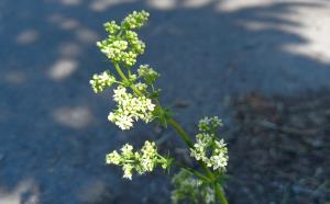 Hedge Bedstraw