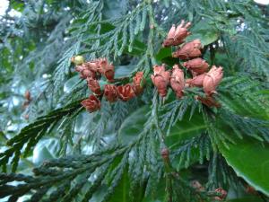 Western Red Cedar