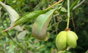 European Spindle