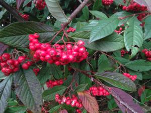 Waterer's Cotoneaster