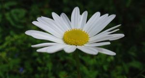 Oxeye Daisy