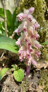 Common Toothwort