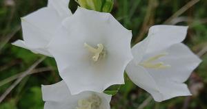 Peach-leaved Bellflower