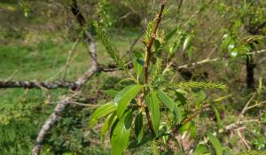 Crack Willow