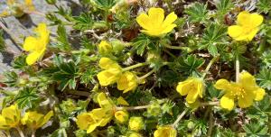 Spring Cinquefoil