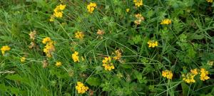 Greater Bird's-foot Trefoil