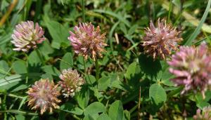 Strawberry Clover