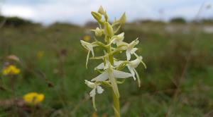 Lesser Butterfly Orchid