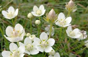 Grass of Parnassus