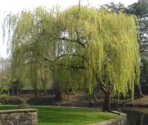 White Willow