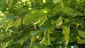 Large-leaved Lime