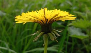 Common Dandelion