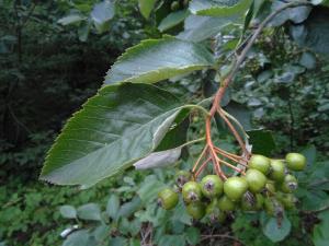 Rock Whitebeam