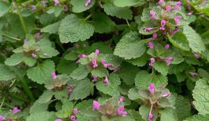 Red Dead-nettle