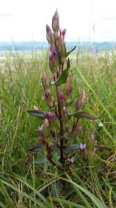 Autumn Gentian