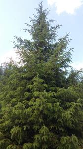 Sitka Spruce