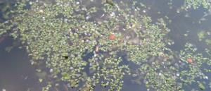 Least Duckweed