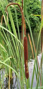 Lesser Bulrush