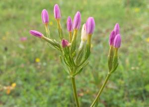 Lesser Centaury