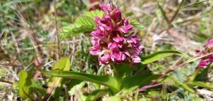 Early Marsh Orchid